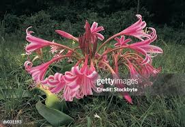 Image result for Crinum buphanoides