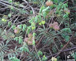 Image result for Cardiospermum halicacabum