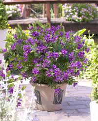 Image result for Polygala arenaria
