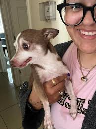 Found lost dog near 672 County Road in Riverview. She got bathed because  she was soaken wet and had so much hitch hackers