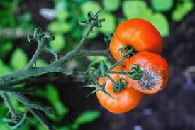 Image result for tomato seedling botrytis