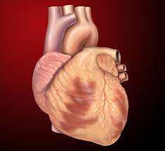 The pumped blood carries oxygen and nutrients to the body, while carrying metabolic waste such as carbon dioxide to the lungs. Heart Wikipedia