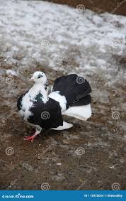 孔雀 鳩