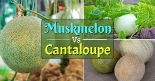 Have you ever heard of permaculture? Muskmelon Vs Cantaloupe Difference Between Muskmelon And Cantaloupe Balcony Garden Web