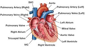 10 photos of the the human blood vessels labeled. Heart Anatomy Labeled Diagram Structures Blood Flow Function Of Cardiac System Ezmed