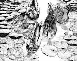 The expressions of both the animals have been depicted in the if you are looking for examples of pen and ink drawings, the templates mentioned above are just the thing you need here. Ducks David E Feaman Drawings Illustration Animals Birds Fish Birds Ducks Loons Mallard Artpal