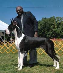 Great danes are considered gentle giants. Rose Great Danes Puppies Harlequin Black Mantle Merle
