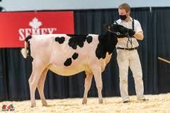 Canadian National Holstein Show 2021