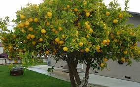 They come in both standard and dwarf sizes. The 5 Best Types Of Lemon Trees Progardentips