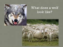 What Does A Wolf Look Like Wolf In Sheep S Clothing Pic Wolf Sheep Clothing Animals