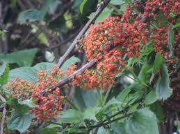 Image result for Scepocarpus hypselodendron