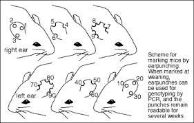 Breeding And Maintaining Mice
