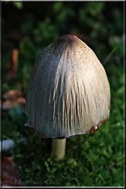 Pilz Im Garten Pilze Im Garten Garten Pilze