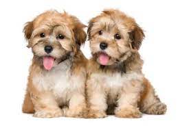The Cost Of Havanese Puppies Adult Dogs With Calculator Petbudget