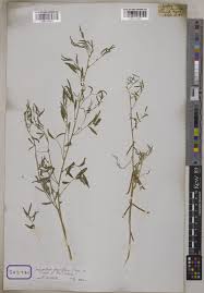 Image result for Indigastrum parviflorum