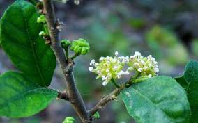 Image result for Streblus