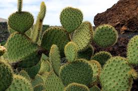 How many types of cacti are there? Cactus Water Purification Filtration Natural Inhabitat Green Design Innovation Architecture Green Building