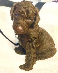 The newest litter of goldendoodle puppies was in early december. Goldendoodle Puppies Rare Chocolates With Blue Eyes Claz Org