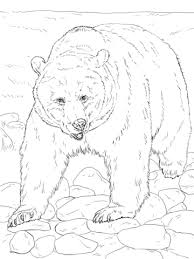 Disegno Di Orso Bruno A Quattro Zampe Da Colorare Disegni Da