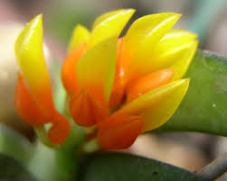 Image result for Calyptrochilum