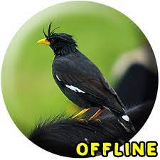 Sedangkan untuk burung jalak kebo betina adalah memiliki bulu yang berwarna hitam di bagian sayap dan kepala yang cenderung memudar. Updated Download Suara Burung Jalak Kebo Mp3 Jalak Kebo Gacor Android App 2021 2021