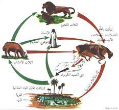 ملصق عرض صور مجموعات أصناف الحيوان animal classification animal groups animals