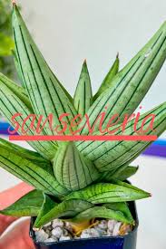 Image result for Sansevieria parva