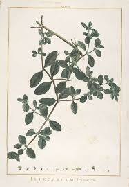 Image result for Aneilema umbrosum