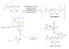 It has shown to be able to cause mutations accumulation and. Total Synthesis And Methodology Highlights On Twitter Evolving To An Ideal Synthesis Of Molnupiravir An Investigational Treatment For Covid 19 Https T Co 13ptroztlr Https T Co Q3lys1xxub Twitter