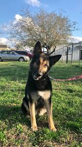 We did not find results for: New Pendleton Sc Rescue Helps 20 German Shepherd Dogs Find Forever Homes All About Shepherds