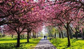 Find help and information on prunus 'collingwood ingram' cherry ornamental cherry flowering cherry, including varieties and pruning advice. What Would Spring Be Without Cherries On Top Express Co Uk