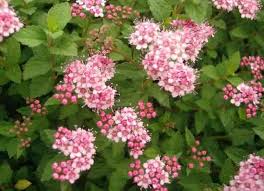Image result for Spiraea japonica ´Little Princess