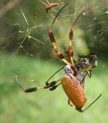 It is home to a. Facts About Banana Or Golden Orb Spiders Owlcation