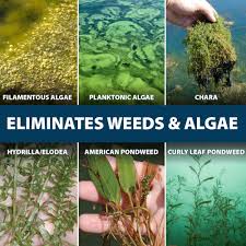 Image result for Kelp Green 2007 S-Max