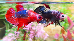 Amazing Betta Fancy Fish Fighting Betta Fishes