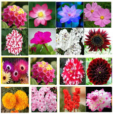 We also have several options ion foliage plants that include jade plants, croton plants, aralia plants, and many more. Buy Winter 16 Types Combo Flower Seeds Online At Low Prices In India Paytmmall Com