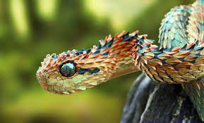 Bush Viper Follow Me Cooliphone6case On Twitter Facebook Google Instagram Linkedin Blogger Youtube African Bush Viper Weird Animals Rare Animals