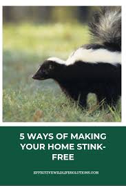 I am looking for an effective skunk repellent. How To Keep Skunks Away From Property Arxiusarquitectura