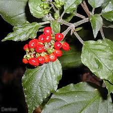 Image result for Rivina humilis