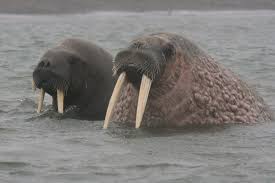 What Other Animal Looks Like A Seal And Has Horns Animals Walrus Walrus Tusks