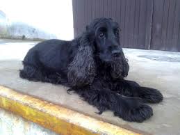 Image result for anglický kokršpaněl