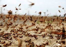 plaga de langostas