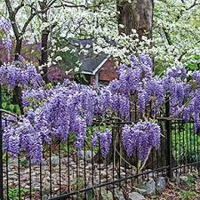 Chinese wisteria (wisteria sinensis) this is the chinese, or common wisteria, and it grows into a very large vine, reaching 50 feet or more. Blue Moon Reblooming Wisteria Plant