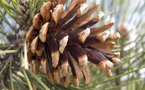 The dry, dead trunk of one pine tree, and cones scattered. Can You Eat Pine Cones