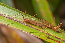 Image result for Rinorea ferruginea