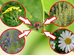 Zecken sind eine belastung nicht nur im haus, sondern auch im garten. Pflanzen Gegen Zecken Gartentipps