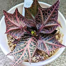 Image result for Euphorbia pfeilii