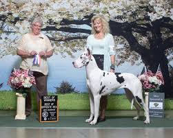 Great danes are the world's biggest lapdogs. Great Dane Puppies Harlequins Mantles Merles Adventures