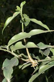 Image result for Costus afer