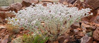 Image result for Kyphocarpa angustifolia